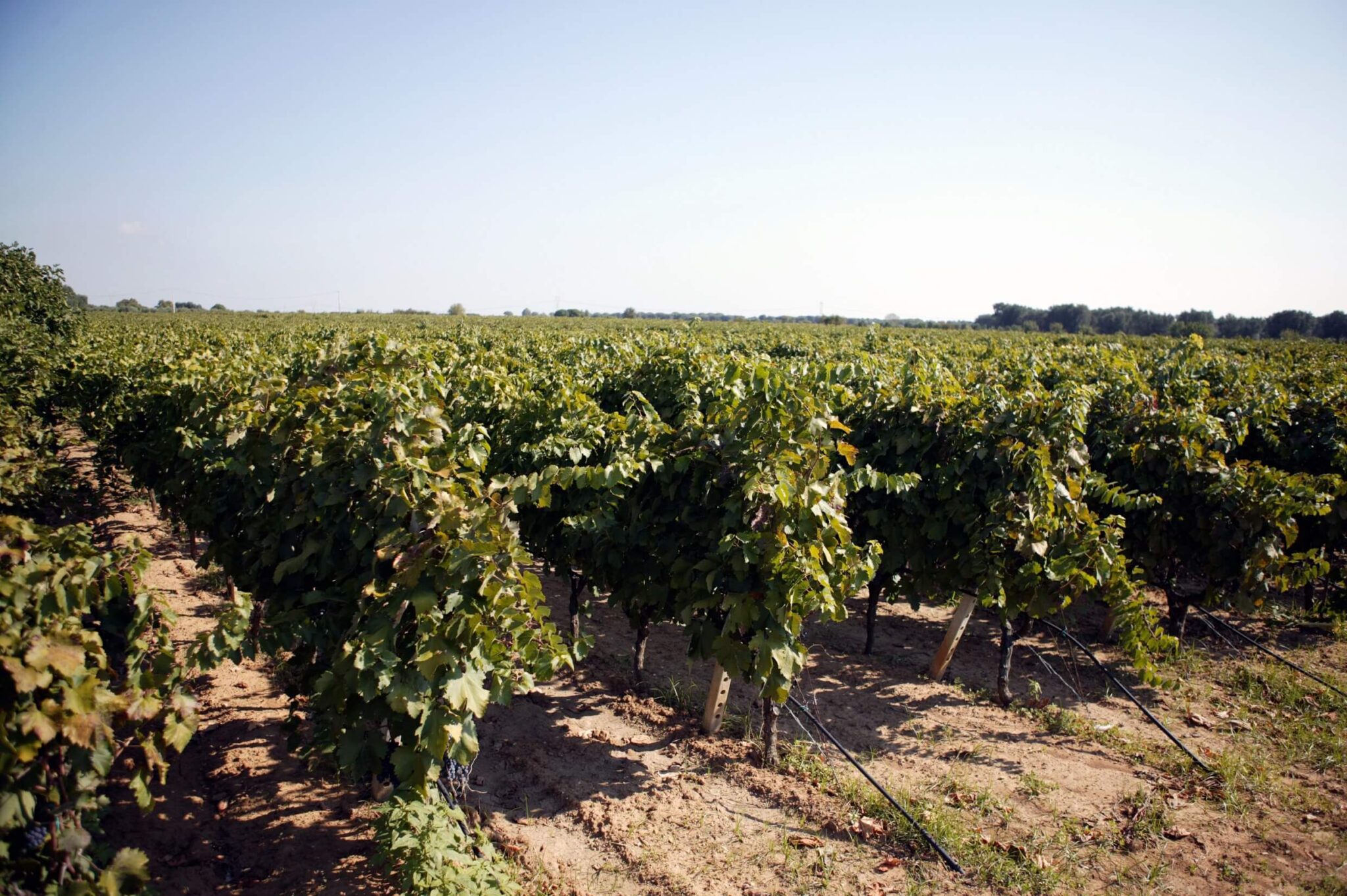 I vigneti Candido nel Salento